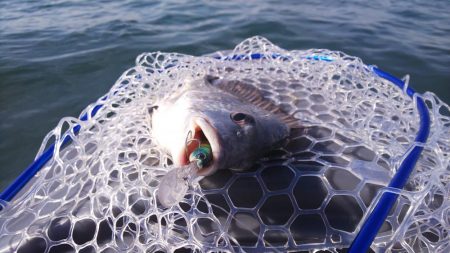 ボートキビレ&マゴチ