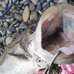 チニングのはずが