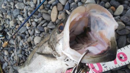 チニングのはずが