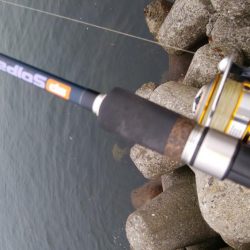 小サバしかいてない