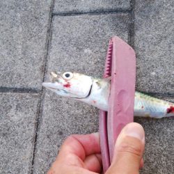 青物不発、小サバは湧いてる