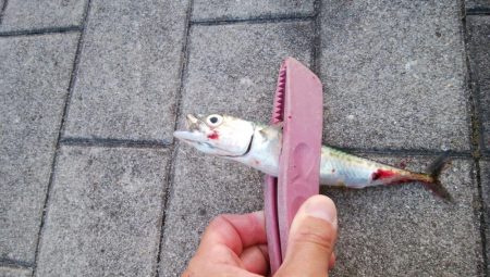 青物不発、小サバは湧いてる