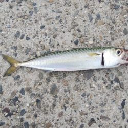 やっぱりサバ多いな！！