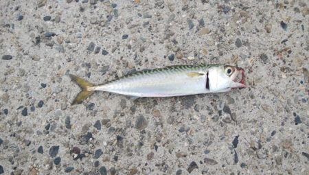 やっぱりサバ多いな！！