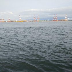 サバしか居てないやん