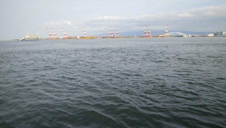 サバしか居てないやん