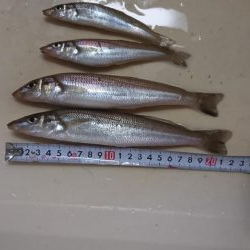 シーバスロッドでちょい投げでキスandライトショアジギング