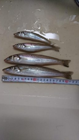 シーバスロッドでちょい投げでキスandライトショアジギング