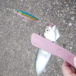 サバ、さば、鯖、SABAのちツバス