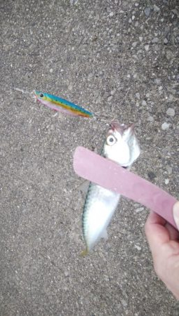 サバ、さば、鯖、SABAのちツバス