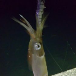 ヤリイカエギング