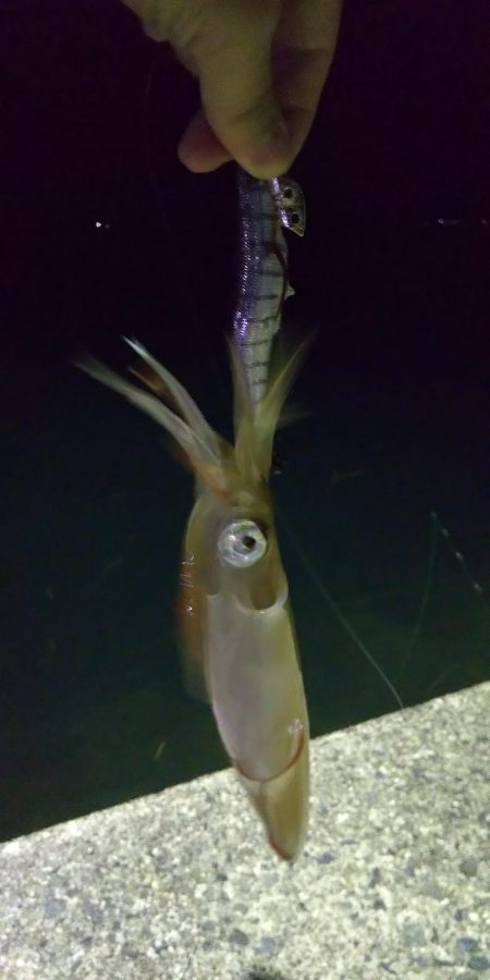 ヤリイカエギング