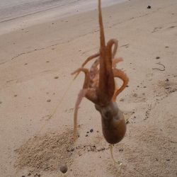 シロギスちょい投げ