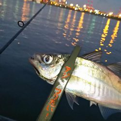 アジ釣り
