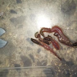 ぶらシーバス!!