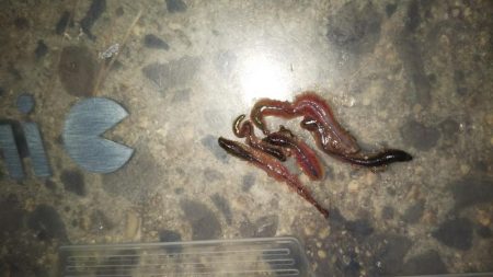 ぶらシーバス!!