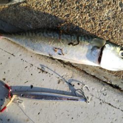 ぶらサバ祭！！