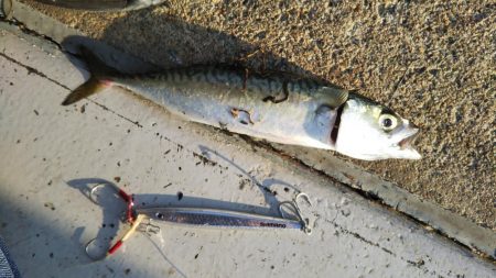 ぶらサバ祭！！