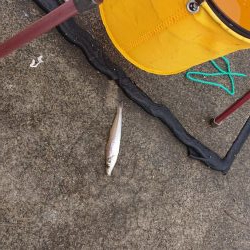 一瞬雨が止み釣行