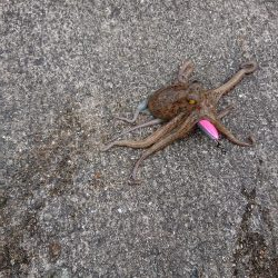 タコ釣り