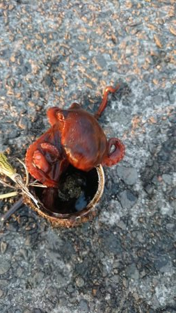 タコ、小さい
