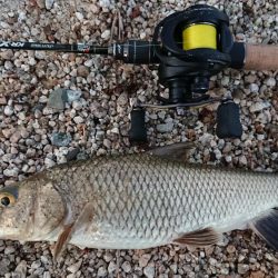 初夏の琵琶湖らしいフィネスゲーム