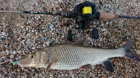 初夏の琵琶湖らしいフィネスゲーム