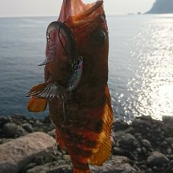 ロックフィッシュ