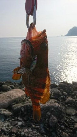 ロックフィッシュ