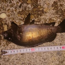 梅雨メバル、良型！！