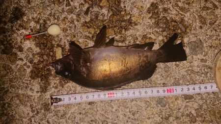 梅雨メバル、良型！！