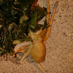 オクトパッシング！