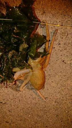 オクトパッシング！