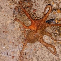 自作タコエギで釣ったよ！