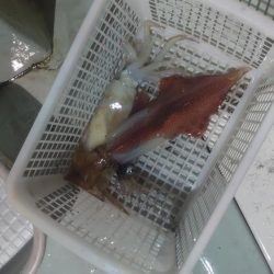 今シーズン最初のイカメタル