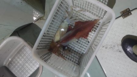 今シーズン最初のイカメタル