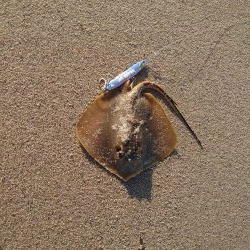 フラットフィッシュ狙いがて…