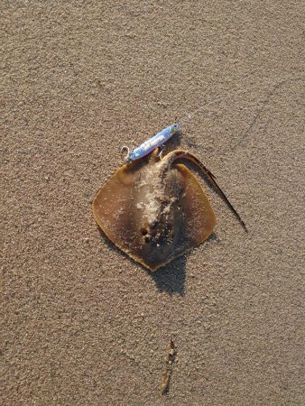 フラットフィッシュ狙いがて…