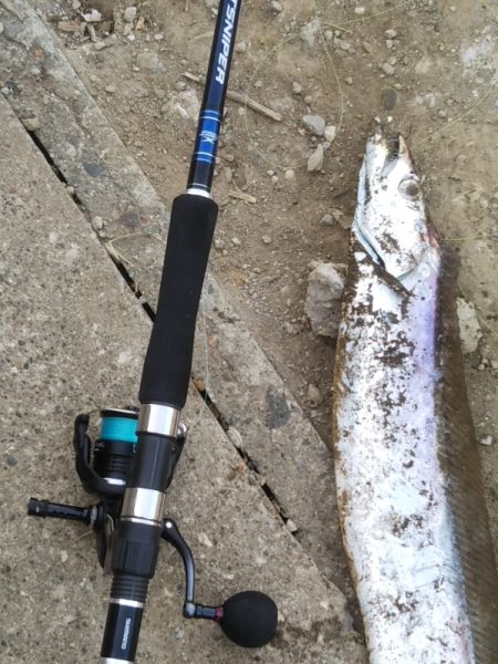 朝マズメ――タチウオ