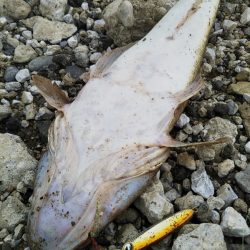 渋い朝マヅメでしたが最後にご褒美が……