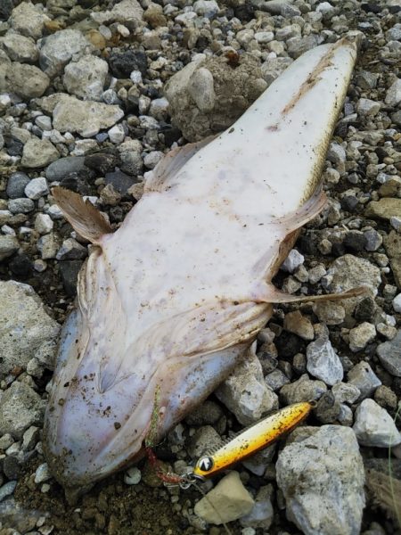 渋い朝マヅメでしたが最後にご褒美が……