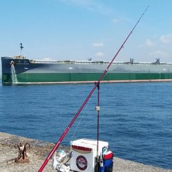 良型キスが消えた播磨新島