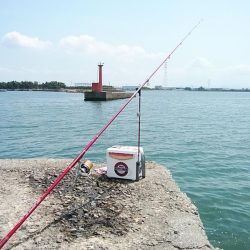 高砂港もピンギスモードか!