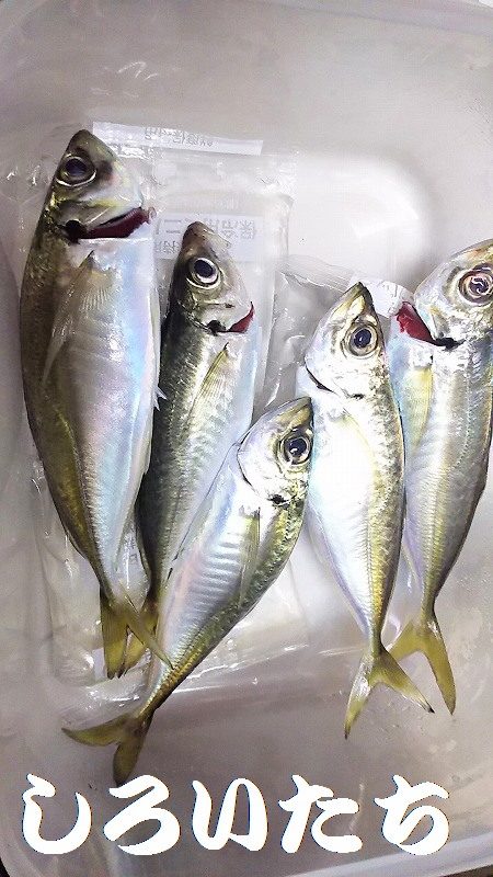 夕方短時間のアジエサ釣り。