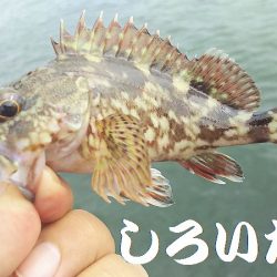 昨日の５匹ではたりないんで、アジ釣り。