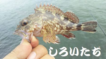 昨日の５匹ではたりないんで、アジ釣り。