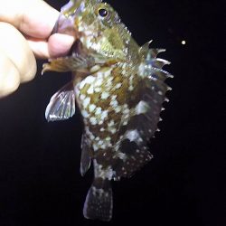 メバリングに挑戦！