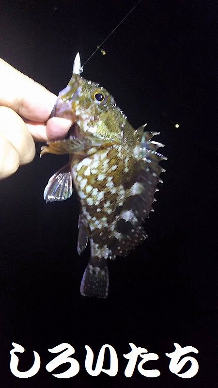 メバリングに挑戦！