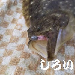 今日も、メバリングでしたが・・・