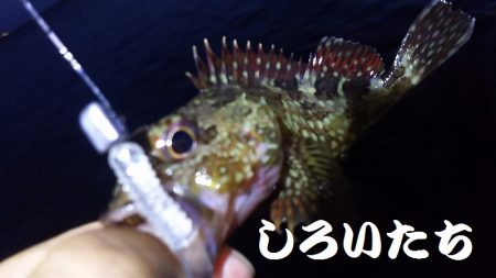 ガシリングになってしもたぁ～。